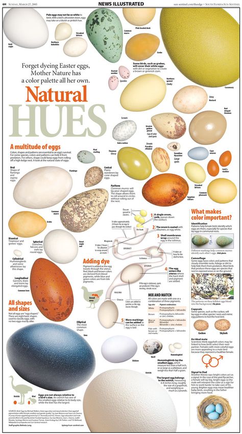 Bird Egg Identification, Psychology Infographic, Dnd Creatures, Living Colors, Egg Photo, Color Healing, Egg Nest, Paint Combinations, Animal Husbandry