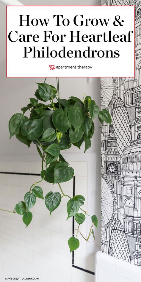 Philodendron Hanging Plant, Golden Pothos Care, Pothos Plant Care, Pothos Plants, Philodendron Care, Planting Plants, Plant Care Instructions, Philodendron Plant, Golden Pothos