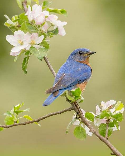 Bluebird and Apple Blossoms - A male eastern bluebird perched on an apple tree branch amongst the blossoms. Apple Tree Drawing, Apple Tree Branch, Tree Branch Tattoo, Pine Tree Tattoo, 강아지 그림, Spring Birds, Tree Photography, Tree Drawing, Bird Pictures