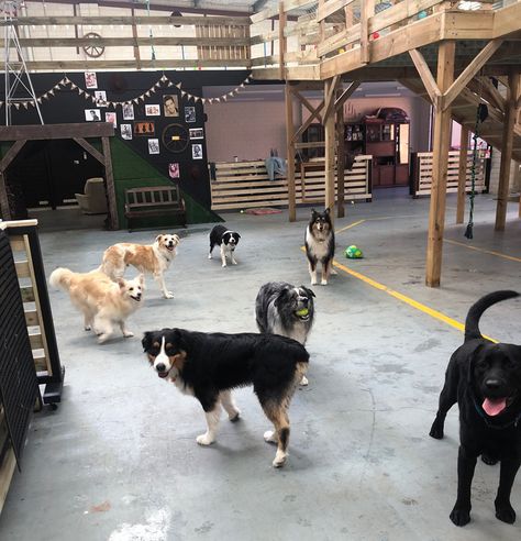 Deadwood Dog Ranch first themed dog day care now open | Australian Dog Lover In Home Dog Daycare Ideas, Doggy Day Care Ideas, Dog Day Care Ideas, Kennel Makeover, Dog Daycare Design, Pet Rooms, Dog Boarding Ideas, Dog Daycare Business, Dog Day Care