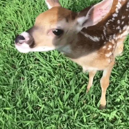 Bird Stimboard, Nature Stimboard, Deer Gif, Stim Gifs, Stim Board, Green Pictures, Vintage Deer, Oh Deer, Lil Baby