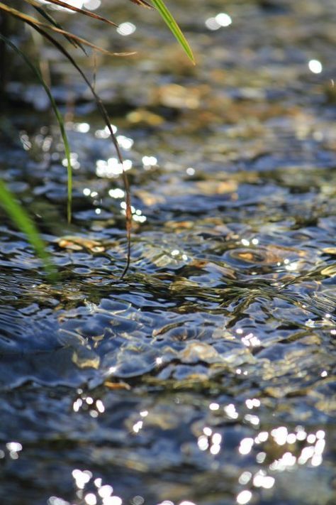 Fishing Pond, John Muir, Ponds, Mother Earth, Nature Beauty, Beautiful World, In The Middle, The Great Outdoors, Mother Nature