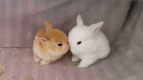 Siew Mai, Tiny Baby Animals, Baby Animal Videos, Cute Bunny Pictures, Söt Katt, 강아지 그림, Baby Animals Pictures