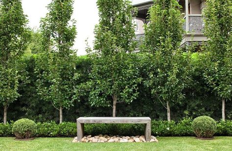 Podocarpus hedge Ornamental Pear Tree, Hedges Landscaping, Pleached Trees, Garden Hedges, Screen Plants, Backyard Garden Landscape, Australian Garden, Side Garden, Home Landscaping