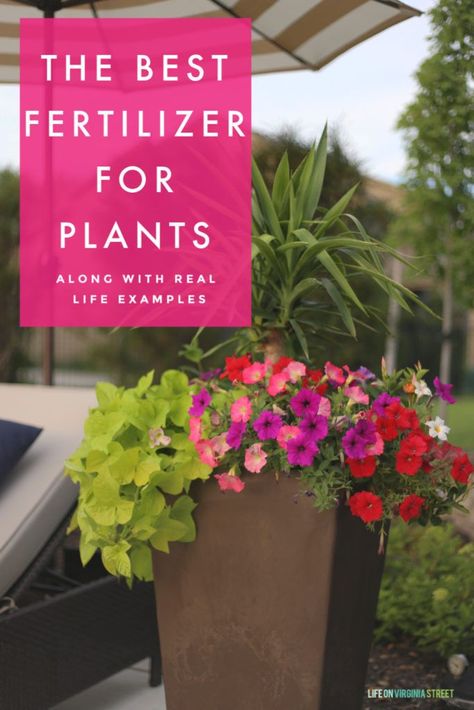 Sharing the best fertilizer plants along with real life examples and other gardening ideas! #gardening #planters #flowers Best Fertilizer For Flowers, Fertilizer For Flowers, Garden Fertilizers, Planters Flowers, Diy Fertilizer, Flower Fertilizer, Fig Trees, Fig Plant, Outside Plants