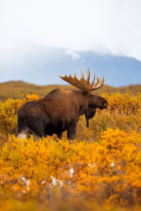 Moose Pictures, Buffalo Animal, Animal Photography Wildlife, Moose Deer, North American Animals, Deer Species, Wild Animals Photography, Bull Moose, Golden Boy