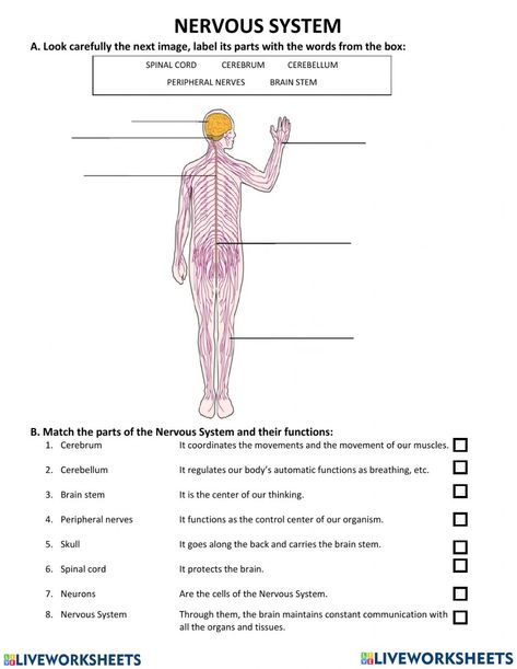 Nervous system online activity for 7. You can do the exercises online or download the worksheet as pdf. Nervous System Exercise, Nervous System Activities For Kids, Nervous System Worksheet, Nervous System Projects, Human Skeleton Model, Nervous System Activities, Worksheets For Grade 3, Peripheral Nervous System, Wave Crochet