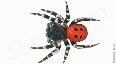 Ladybird spider (Eresus sandaliatus) Ladybird Spider, Spider Draw, Sona Art, Spider Species, Spider Drawing, Cool Bugs, A Ladybug, What A Wonderful World, Arachnids