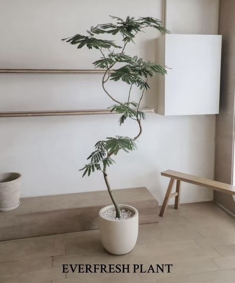 Indoor Plant Aesthetic, Japanese Indoor Plants, Ranch Inspiration, Home Plant Decor, Asian Plants, Tokyo Apartment, Japandi Home Decor, Planting Garden, Japanese Plants