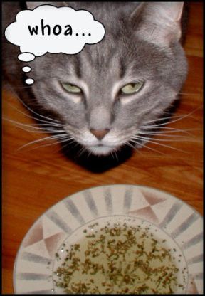 Soup For Cats Recipes For, Catnip Tea For Cats, Catnip Tea, Honey The Cat, Cat Soup, Cat Scratch, Tea Recipe, Water Intake, Cat Recipes