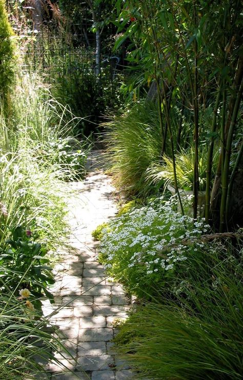 Timber bamboo underplanted with feverfew Designer Garden, Cornwall Garden, Bamboo Screen, Phyllostachys Nigra, Brick Patterns Patio, Butterfly Garden Design, Japanese Garden Design, Bamboo Garden, Meteor Garden 2018