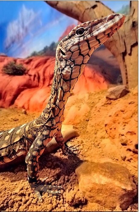 The Perenti (a species of goanna) is Australia’s largest lizard | Lizard, Large lizards, Reptiles and amphibians Large Lizards, Monitor Lizard, Australian Wildlife, Chameleons, Australian Animals, Crocodiles, Reptiles And Amphibians, On The Ground, Animal Planet