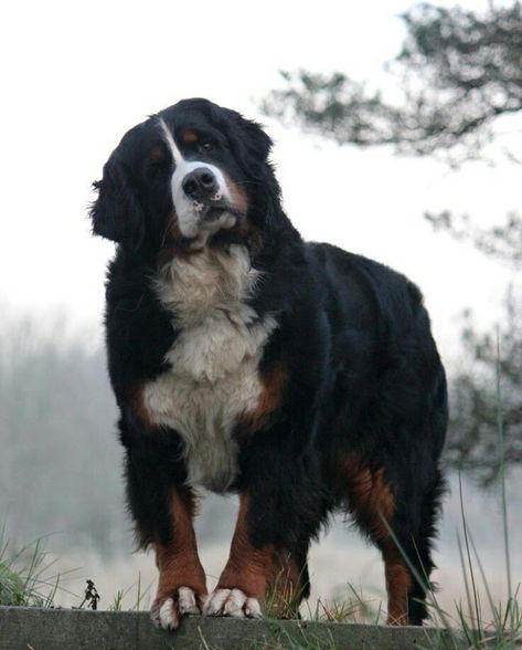 Bernice Mountain Dog, Burnese Mountain Dog, Bernese Puppy, Bernese Dog, Pretty Dog, Swiss Mountain Dogs, 200 Followers, Dream Dog, Really Cute Dogs