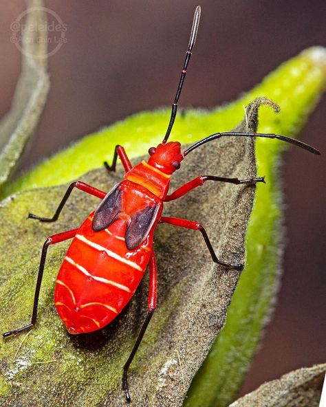 A.L.A.N      🦋🦅🐝🐛🦆🕷🦉🐞🐍🦀 on Instagram: “Cotton Stainers (Dysdercus suturellus) which are also known as red bugs, were once a major pest of cotton farms in Florida. They lost their…” Red Bugs, Bugs, Insects, Florida, Lost, Red, On Instagram, Instagram, Bugs And Insects