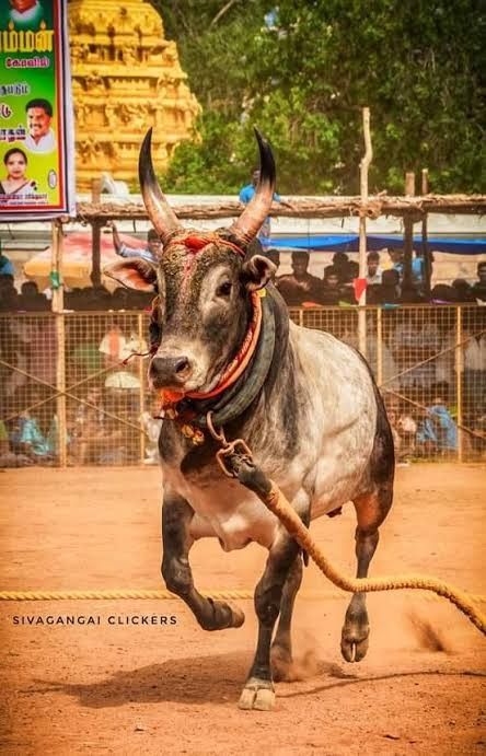 Bull Images Logo, Bull Images Hd, Jallikattu Images Hd Wallpaper, Jallikattu Logo, Jallikattu Bull Images, Jallikattu Photos, Jallikattu Images Background, Kangayam Bull Images, Jallikattu Kaalai Hd Images