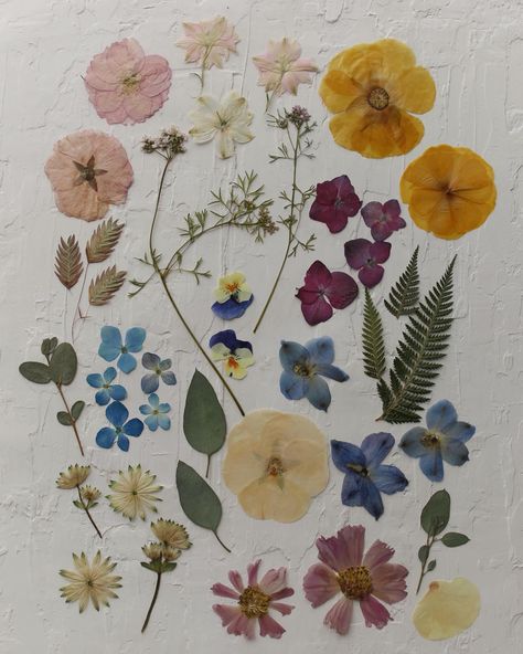 Pressed Flowers Aesthetic, Dr Bedroom, Libra Aesthetic, 2024 Aesthetic, April 12, Pressed Flower, Flower Frame, Instagram Aesthetic, Pressed Flowers