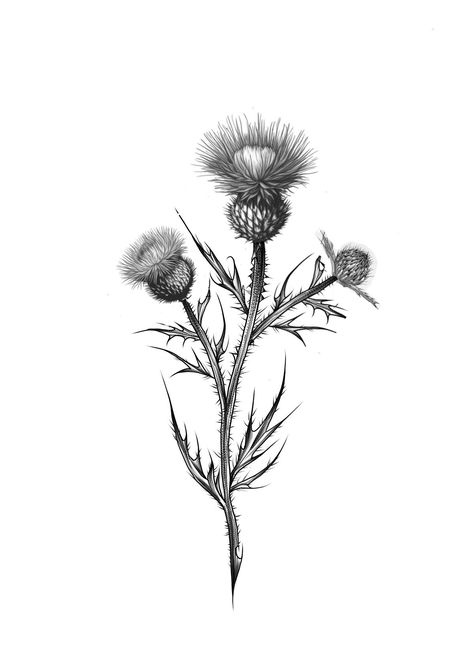 Scottish Thistle And Heather Tattoo, Scottish Thistle Drawing, Thistle Tattoo Black, Thistle Drawing, Outlander Tattoos, Thistle Logo, Scottish Thistle Art, Scottish Tattoo, Scottish Tattoos