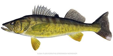 walleye :) Fish Reference, Walleye Fish, Scientific Drawing, Drawing Animals, Fish Species, Walleye Fishing, Fish Tattoo, All Fish, Carving Patterns