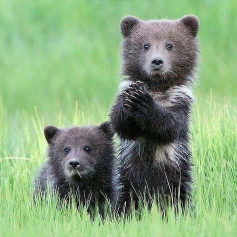 Alaskan Wilderness, Dekoratívne Vence, Regnul Animal, Brown Bears, Bear Cubs, Grizzly Bear, Cute Animal Pictures, Wild Life, Sweet Animals