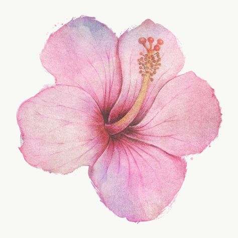 Hibiscus Flower Watercolor, Hibiscus Drawing, Hibiscus Watercolor, Hibiscus Flower Drawing, Pink Hibiscus Flower, Hibiscus Tattoo, Pink Hibiscus, Easy Canvas Painting, Canvas Painting Designs