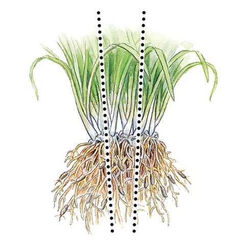 3 simple ways to divide plants: These easy tips for dividing perennials can get your free plants or revive an overcrowded one. Check out 3 root systems you'll encounter and how to divide them. Dividing Plants, Dividing Perennials, Smart Gardening, Planting Ideas, Front Yard Design, Coral Bells, Green Things, Plant Guide, Growing Tips