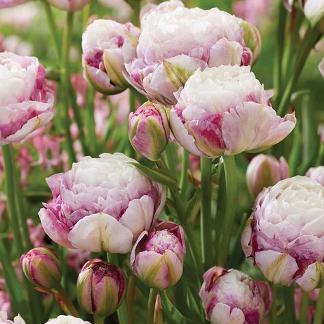 This double late tulip sports peony-like blooms with light pink-white centers surrounded by raspberry colored outer petals. Perfect in containers and borders with blooms late spring. Imagine the cut flower possibilities with this beauty! Van Zyverden, Planting Tulips, Growing Peonies, Tulip Bulbs, Magic Garden, Garden Bulbs, Spring Plants, Spring Bulbs, Color Spectrum