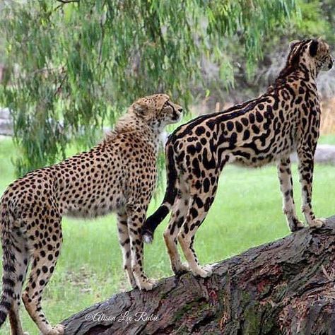 A cheetah and a rare king cheetah with darker spots and lines running down her back. King cheetahs are the product of a recessive gene that causes a rare fur pattern mutation. - photo by Alison Lee Rubie, via save.big.cats, on Instagram;  These are mother and daughter from Taronga Western Plains Zoo. The mother is the King cheetah.  Original photo at  https://www.facebook.com/alisonleerubiephotography/photos/a.1110152629004022.1073741828.1110150429004242/1110757402276878/?type=3&theater African Cheetah, King Cheetah, Fur Pattern, Exotic Cats, Image Chat, Wild Beauty, Rare Animals, Cheetahs, Big Cat