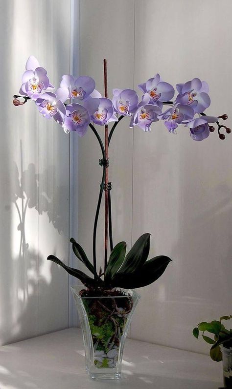 Musical Orchidaceae Tunes Orhidee Flowers, Orchid Flower Aesthetic, Indoor Orchids, Orchid Plant Care, Orchid Photography, Orchid Flower Arrangements, Orchid Centerpieces, Rare Orchids, Orchid Bouquet