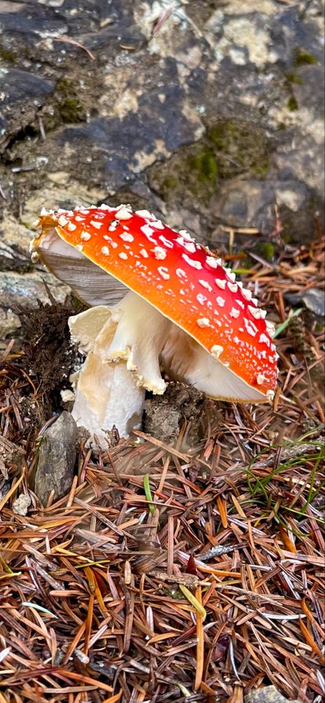 its a lil toad stool hehe Toad Stool Mushroom, Toad Stool, Mushroom Hair, Mushroom Pictures, Draw On Photos, Toad, Drawing Reference, Stuffed Mushrooms, Drawings