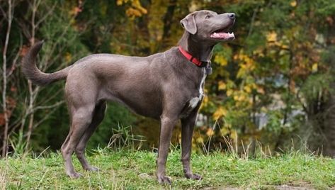 All Dog Breeds - Complete List of Dog Profiles Blue Bay Shepherd, Blue Lacy Dog, Dog Breed Names, Every Dog Breed, Blue Lacy, Blue Skin, Designer Dogs, Dog List, Dog Wallpaper