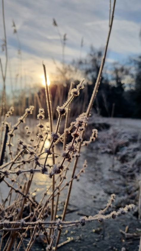 Morning, snow, winter aesthetic frosty Frosty Morning, Beautiful Creatures, Winter Wonderland, Nature