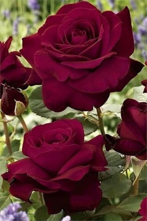 Tradicionais, o que você faz pode desaparecer,o   que você è permanece vivo porque transforma os outros...http://www.viabellaitapira.com.br/ Hybrid Tea Rose, Hybrid Tea Roses, Pretty Roses, Love Rose, Green Rose, Tea Roses, Rose Garden, Beautiful Blooms, Love Flowers