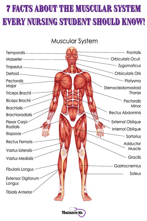 The muscular system provides the body with mobility. There are over 600 muscles in the body. This system helps us walk, run and lift objects. This article provides a quick and in-depth overview of information about the muscular system you need to know. #nursecept #muscularsystem #musculoskeletalsystem #nursingstudent #nursingschool Muscular System Labeled, Education Chart, Body Muscle Anatomy, Muscular System Anatomy, Human Muscular System, The Muscular System, Muscle Diagram, Human Muscle Anatomy, Muscle System