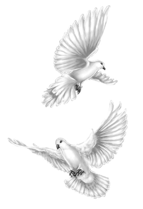 White Doves Tattoo, Dove Tattoo Shoulder, White Dove Tattoo Design, Dove In Flight Tattoo, Pegion Bird Tattoo, White Pigeon Tattoo, Dove Drawing Tattoo, Realistic Dove Tattoo, Two Doves Tattoo