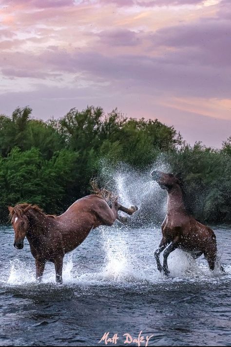 Salt River Wild Mustangs | Facebook Wild Horses Mustangs, Wild Mustangs, Him Band, Wild And Free, Wild Horses, Heartland, Beautiful Horses, Mustang, Salt