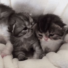 Small Kittens, Adorable Kittens, Silly Cats Pictures, Kitten Gif, Cat Icon, Cute Cat Gif, Cat Aesthetic, Funny Cute Cats, Silly Cats