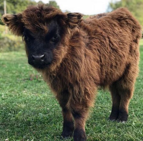 As their name implies, Scottish Highland cows originated from Scotland—and it gets pretty cold there. With temperatures that frequently dip below freezing come wintertime, you’ve got to have some insulation to get by. Micro Mini Highland Cow, Micro Cow, Hiland Cow, Fuzzy Cows, Scottish Cows, Fluffy Cow, Highland Coo, Scottish Cow, Mini Cows