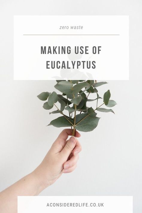 What To Do With Dried Eucalyptus, What To Do With Eucalyptus Leaves, Eucalyptus Leaves Uses, Eucalyptus Drying, Fresh Eucalyptus Uses, Dried Eucalyptus Uses, Drying Eucalyptus, Eucalyptus Crafts, Eucalyptus Plant Indoor