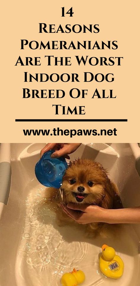 Here are the 14 Reasons Pomeranians Are The Worst Indoor Dog Breed Of All Time #pomeranians #pomeranian #pomeraniandogs #indoordogs #dogbreed #dogs #pets Pom Chi Dogs, Pomeranian Terrier Mix Dogs, Pomeranian Types, Haircuts For Pomeranians, Pomarainian Dogs, Mini Pomeranian Puppies, Pomeranian Hairstyles, Teacup Pomeranian Full Grown, Pomeranian Haircut Hairstyles