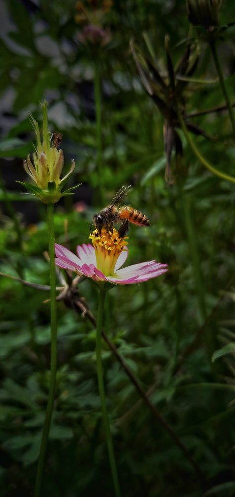 Bunga cosmos caudatus Types Of Plants, Plants, Flowers