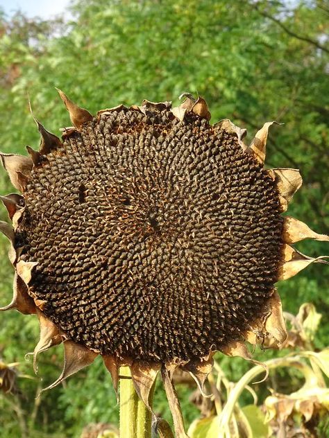 What To Do With Sunflower Stalks, What To Do With Sunflowers, Sunflower Fibonacci, Lady Hecate, Sunflower Heads, Dried Sunflowers, Kill Bugs, Sunflower Patch, Sunflower Head