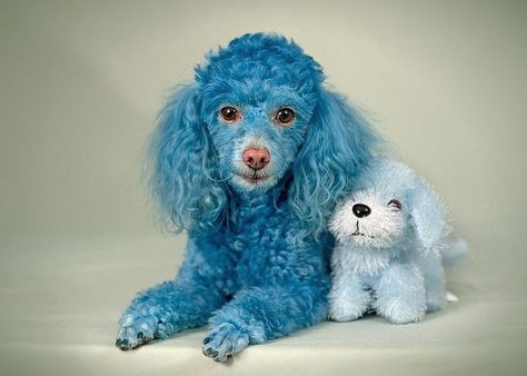 Dog, Blue Poodle Mastador Dog, Koolie Dog, Blue Poodle, Kangal Dog, Bonnie Blue, Pet Sounds, Creepy Cat, Blue Things, Toy Poodle Puppies