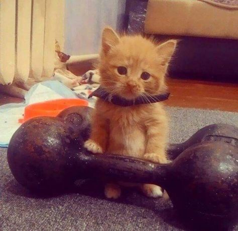 Fitness Buff ;)  #Kitty #Kitten Buff Cat, Funny Cat Memes, Funny Cat Pictures, Cute Kittens, Silly Cats, Funny Animal Pictures, Tabby Cat, Animal Memes, Funny Animal Videos