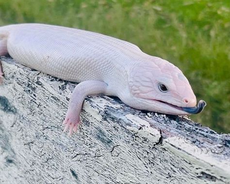 Snake Turtle, Blue Tongue Skink, Reptile Room, Reptiles And Amphibians, Animals Images, Amphibians, Creature Art, Reptiles, Animals And Pets