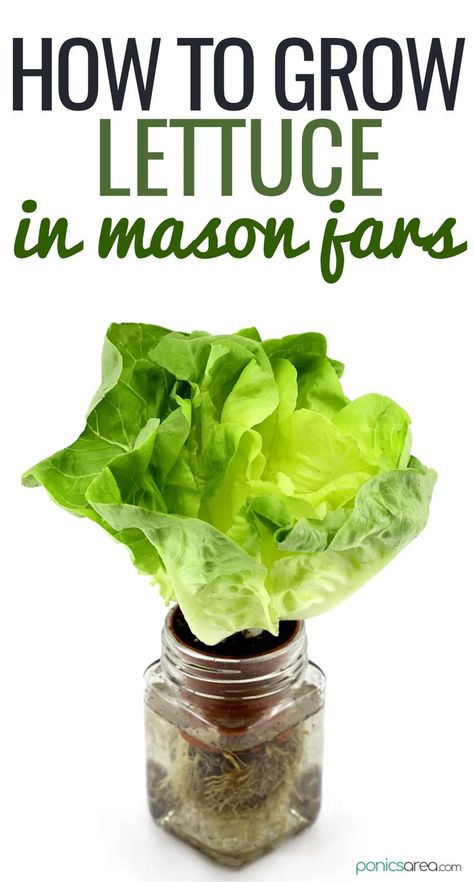 grow lettuce in mason jars Landscape Ideas Architecture, Ideas Around Trees, Kratky Method, Growing Lettuce Indoors, Hydroponic Gardening Diy, How To Grow Lettuce, Indoor Hydroponic Gardening, Hydro Gardening, Hydroponic Lettuce