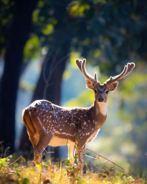 Chital Deer, Axis Deer or Spotted Deer (Axis axis) / Cerf axis ou encore Chital / Image by fotosfromthewild (Sanjay Nair) from instagram Deer Therian, Chital Deer, Therian Pfp, Axis Deer, Spotted Deer, Deer Photography, Pretty Animals, Figure Poses, Life Photo