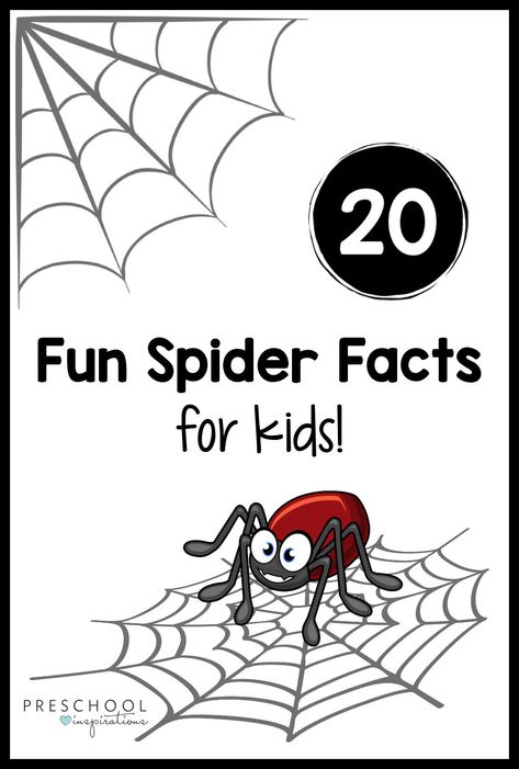 Kids of all ages will love hearing these fun spider facts! They're great for a Halloween theme, learning about nature and the great outdoors, or an animals study. #preschoolinspirations #preschool #spider #spiders #Halloween All About Halloween, Spiders Craft Preschool, The Spider, Spiders For Preschoolers, Life Cycle Of A Spider Preschool, Spider Art For Preschool, Preschool Spider Theme, Spider Printables Free, Spider Preschool