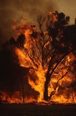 Tree On Fire, Oc Aesthetic, Wildland Fire, Fire Image, Pastel Sec, Fire Photography, Australian Bush, Wild Fire, Fire Nation