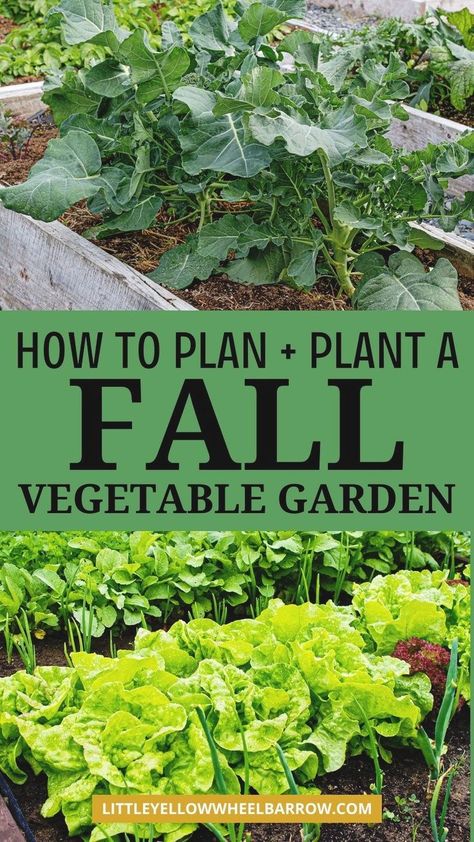 The ultimate guide to vegetable gardening in the Fall. Learn the best cool weather vegetables to plant and grow in a Fall garden. These are the best gardening tips and ideas to help you plan, plant, and grow a Fall garden. Learn what the best time is to plant a Fall vegetable garden, how to care for your cold weather veggie garden, and what will grow well in a cooler weather garden. This is must know garden tips for beginner gardeners and avid gardeners alike. Fall garden vegetables Fall Vegetable Garden, Kebun Herbal, Taman Diy, Winter Vegetables Gardening, Vegetable Garden For Beginners, Fall Vegetables, Fall Garden Vegetables, Garden Wallpaper, Garden Veggies