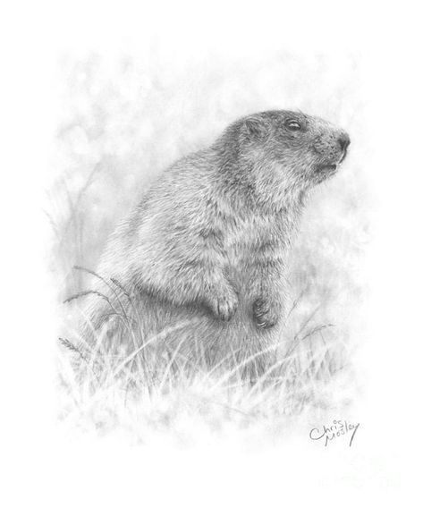 Marmot Drawing, Wildlife Drawings, Realistic Animal Drawings, Forest Mural, Pencil Drawings Of Animals, Pastel Sec, Doodle Ideas, Tattoo Arm, Pencil Sketches